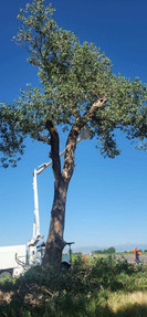 Plains Cottonwood Removal Firestone, CO - Riverdale Tree Services