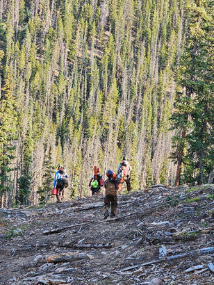Tree Removal & Tree Trimming Experts in Salida - Terra Firma Forestry