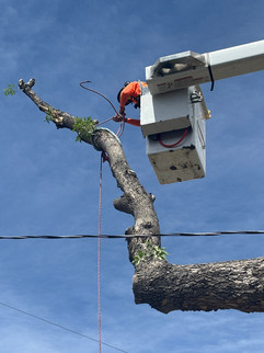 Ash Tree Removal in Northglenn - Riverdale Tree Services