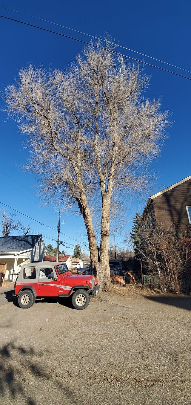 Boulder County Tree Removal
