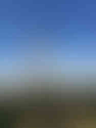 Plains Cottonwood Removal Firestone, CO - Riverdale Tree Services