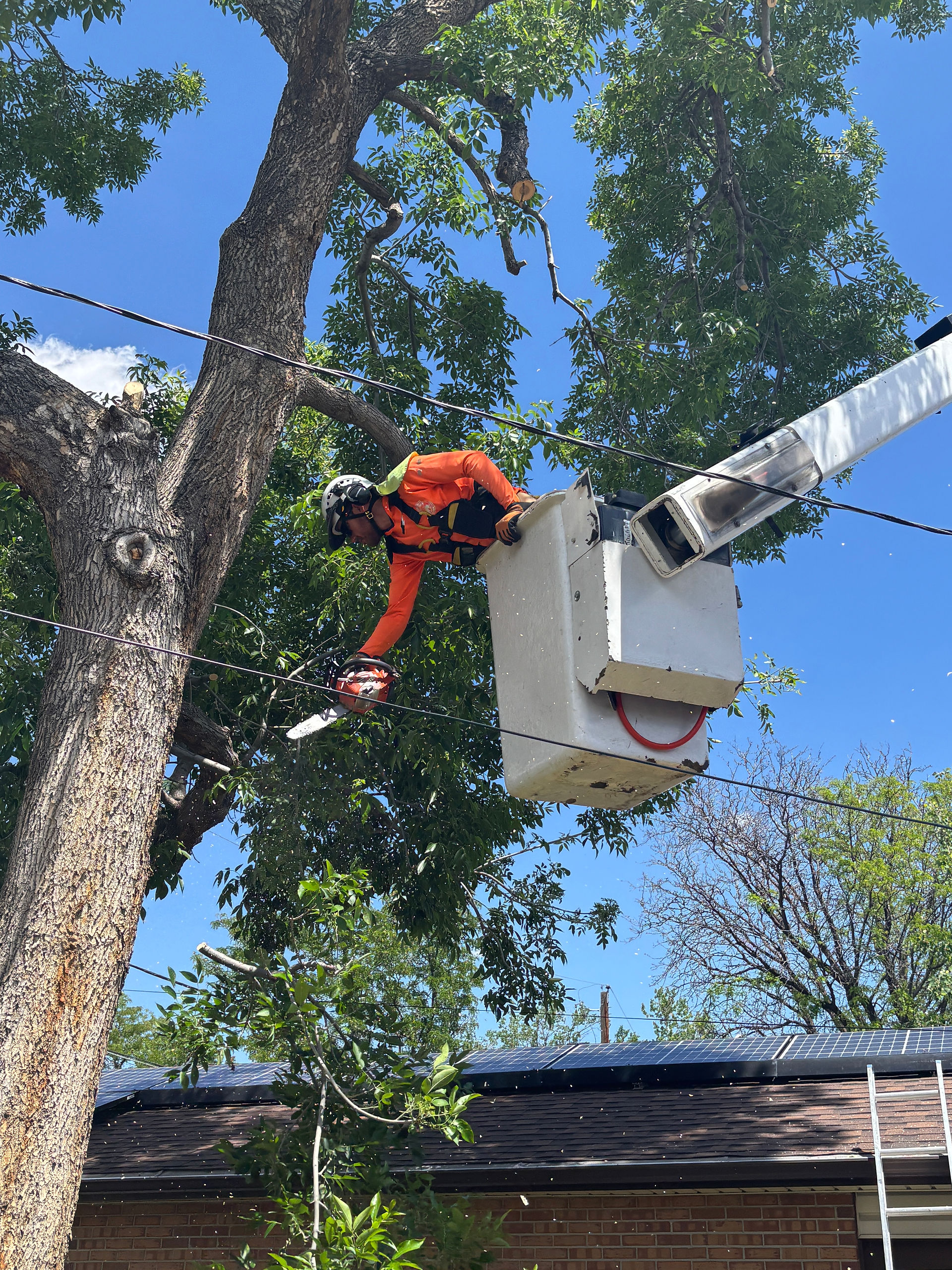 Ash Tree Removal in Northglenn - Riverdale Tree Services