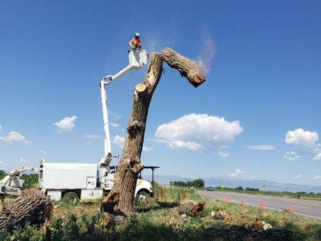Trusted Tree Removal Brighton Homeowners Rely On