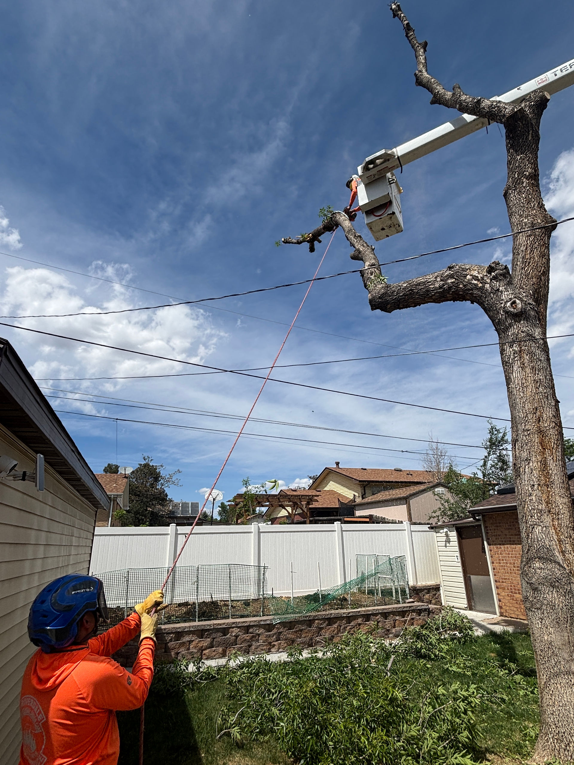 Ash Tree Removal in Northglenn - Riverdale Tree Services