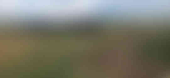 Plains Cottonwood Removal Firestone, CO - Riverdale Tree Services