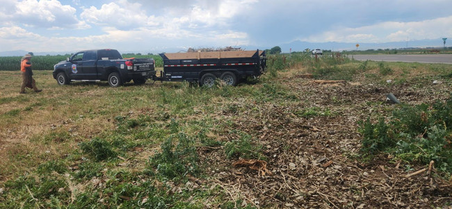 Plains Cottonwood Removal Firestone, CO - Riverdale Tree Services