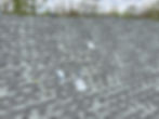 Gray shingle roof with two pipes and a vent. Overcast sky and trees in the background. The scene is calm and neutral.