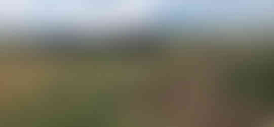 Plains Cottonwood Removal Firestone, CO - Riverdale Tree Services