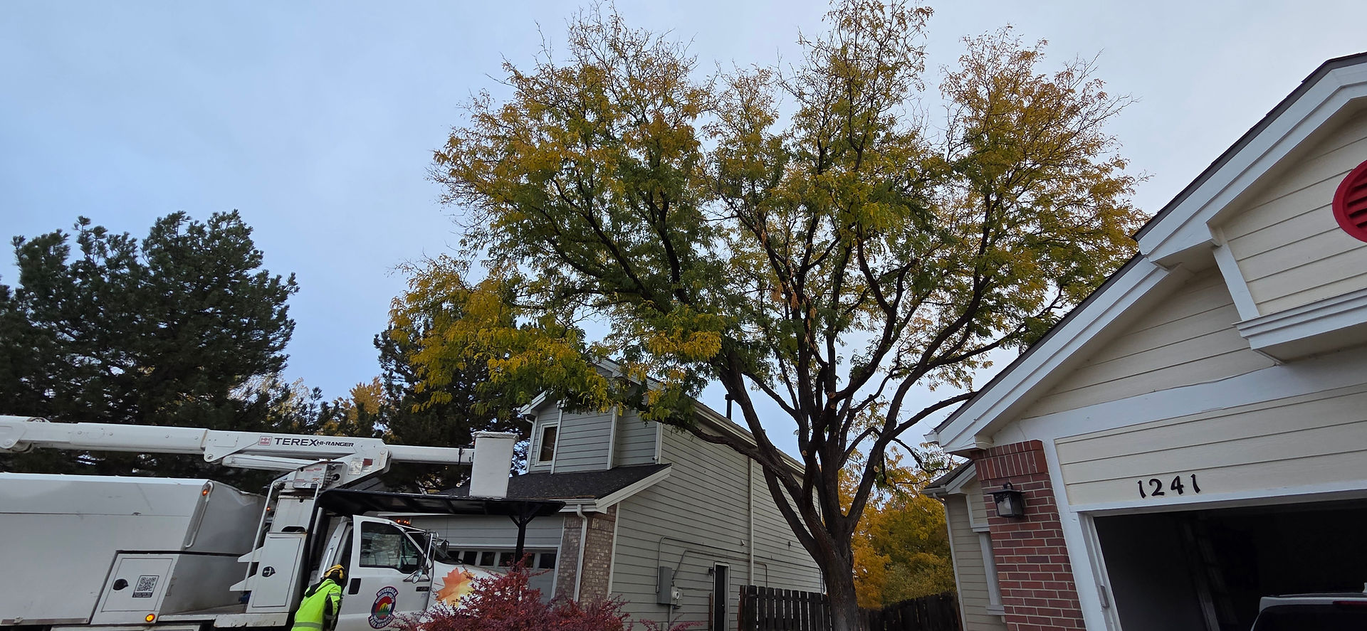Thornton Locust Removal Project - Riverdale Tree Services