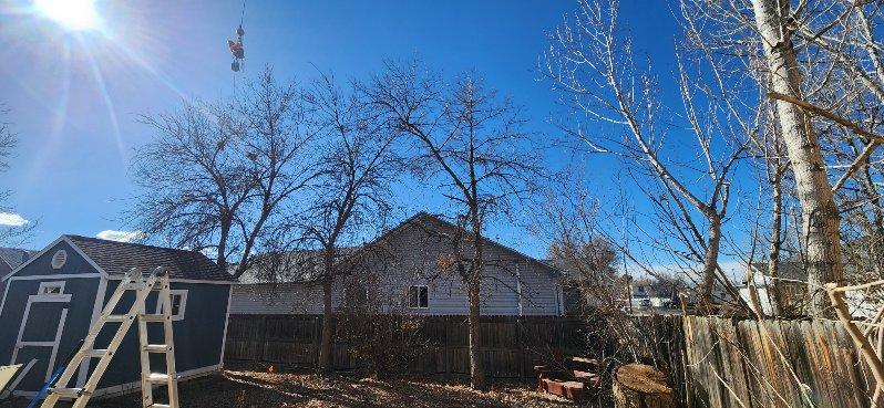 Emergency Crane Job Tree Removal Brighton