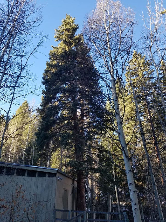 Wilderness on Wheels - Riverdale Tree Services