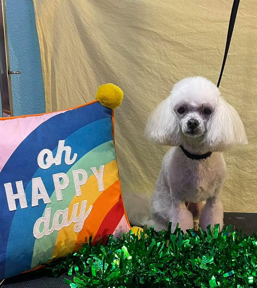 Fetching Furs Grooming Salon