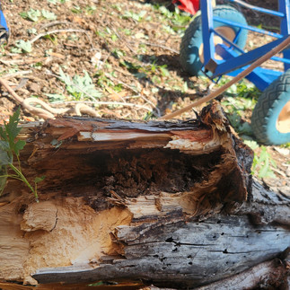 Silver Maple Tree Removal - Brighton, CO - Riverdale Tree Services