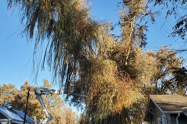 Brighton Tree Trimming Riverdale Tree Service Tree Service Near Me