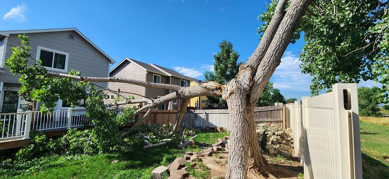 Plains Cottonwood Removal