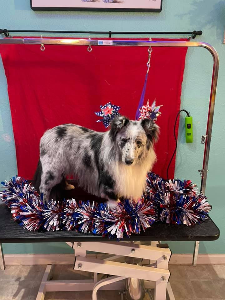 Fetching Furs Grooming Salon