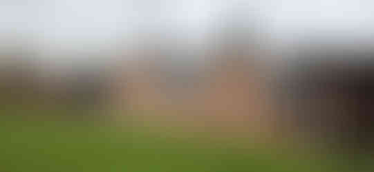 Lochbuie Hybrid Cottonwood Removal - Riverdale Tree Services