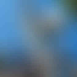 Silver Maple Tree Removal - Brighton, CO - Riverdale Tree Services