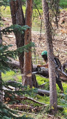Tree Removal & Tree Trimming Experts in Salida - Terra Firma Forestry