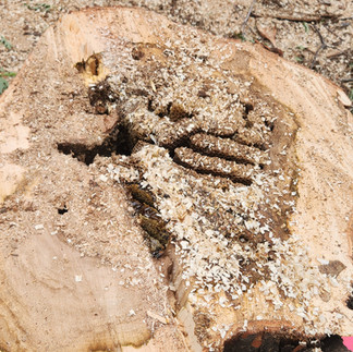 Silver Maple Tree Removal - Brighton, CO - Riverdale Tree Services