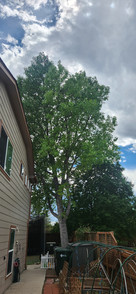 Thornton Cottonwood Removal