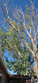 Lochbuie Hybrid Cottonwood Removal - Riverdale Tree Services