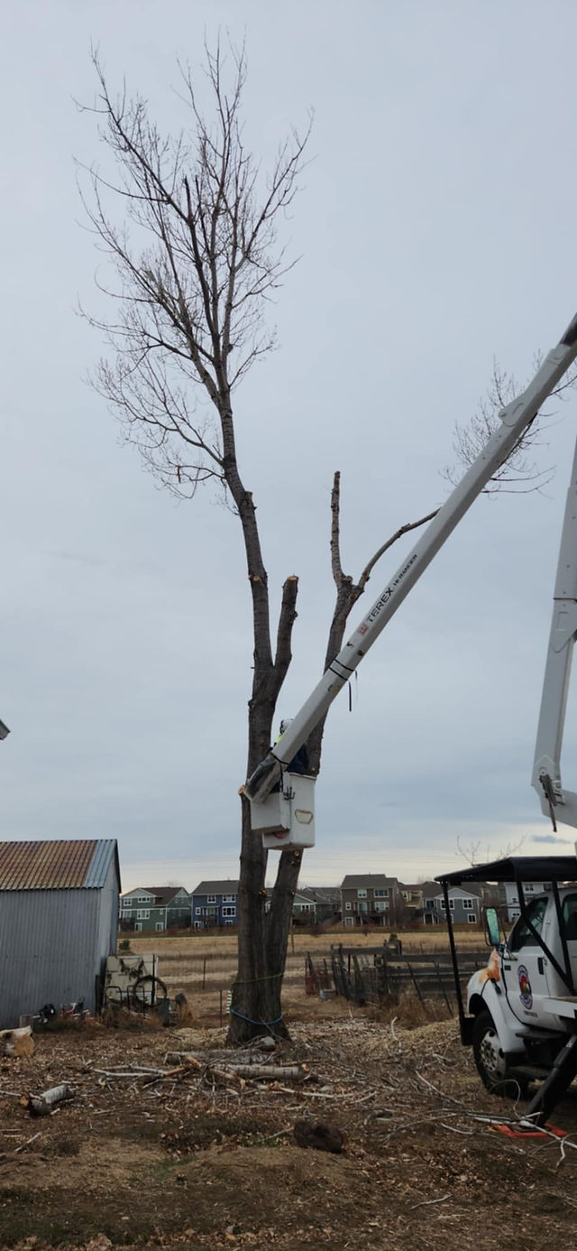 Elm & Cottonwood Tree Removal Thornton