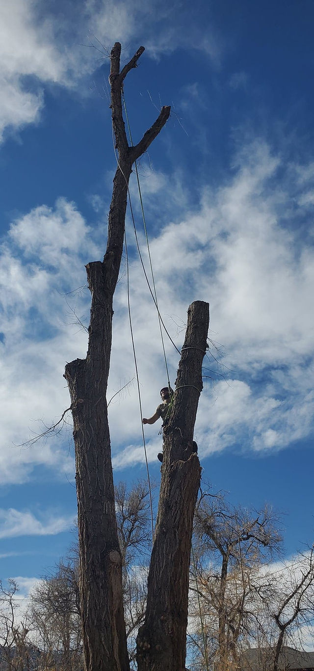 Boulder County Tree Removal