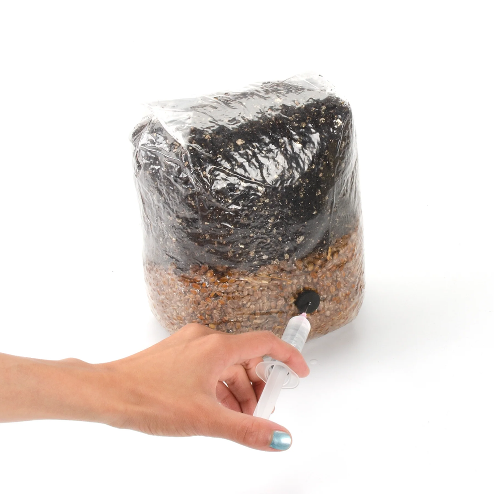Thumbnail: Mushroom All-In-One Grow Bag