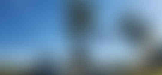 Plains Cottonwood Removal Firestone, CO - Riverdale Tree Services