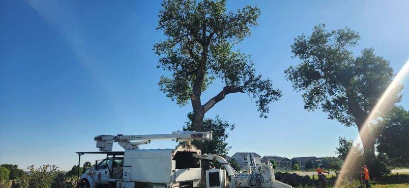 Plains Cottonwood Removal Firestone, CO - Riverdale Tree Services