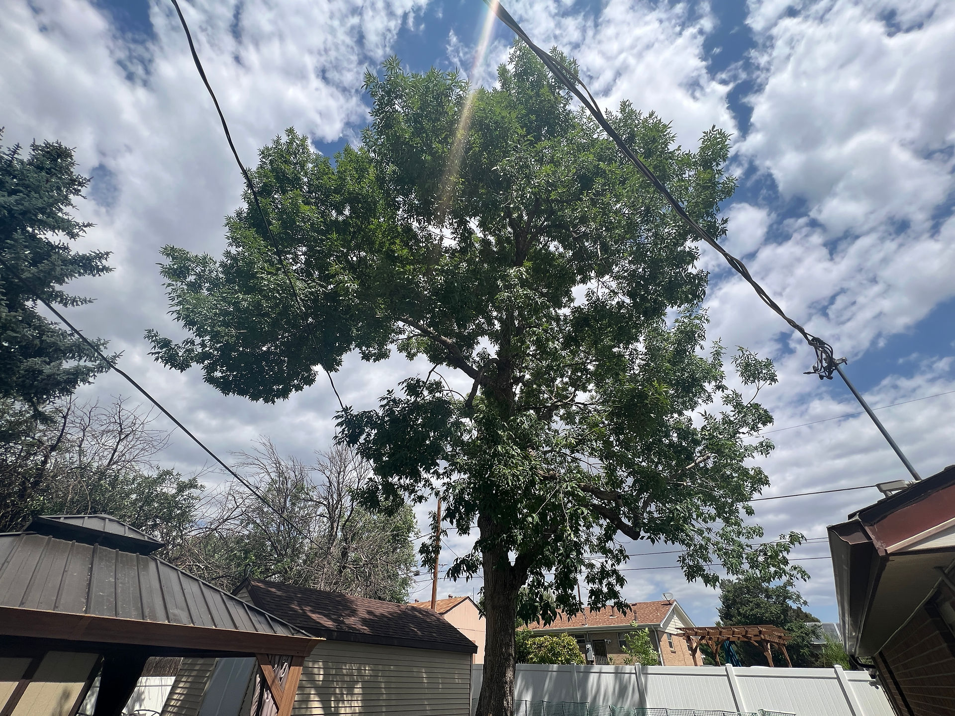 Northglenn Tree Trimming