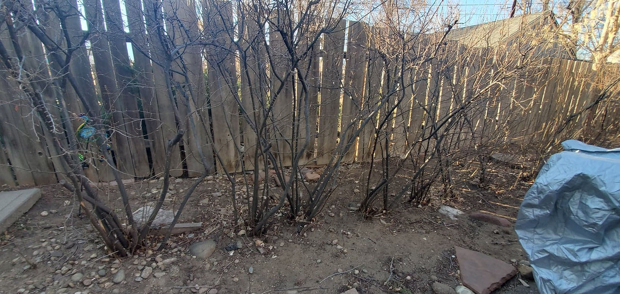 Boulder County Tree Removal