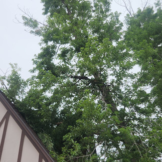 Silver Maple Tree Removal - Brighton, CO - Riverdale Tree Services