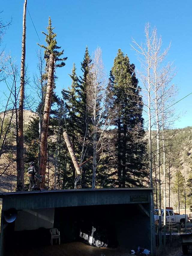 Wilderness on Wheels - Riverdale Tree Services