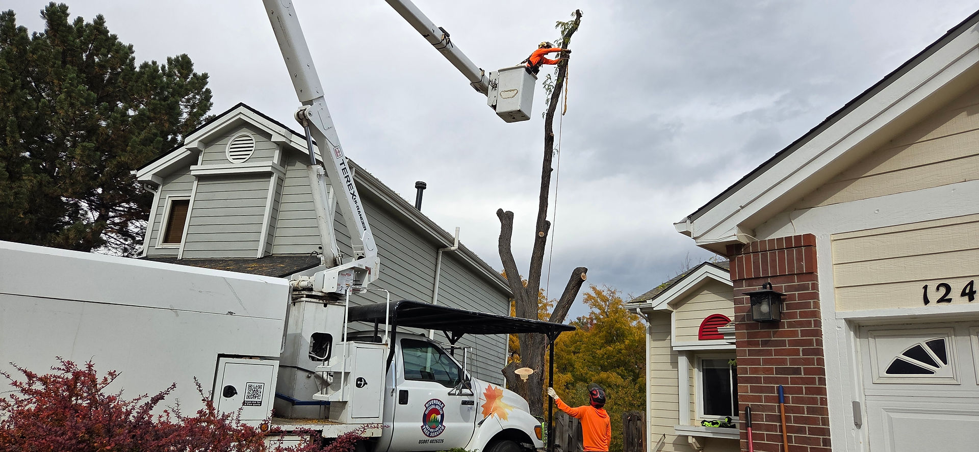 Thornton Locust Removal Project - Riverdale Tree Services