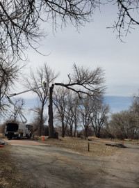 Cherry Creek State Park Cottonwood Removal