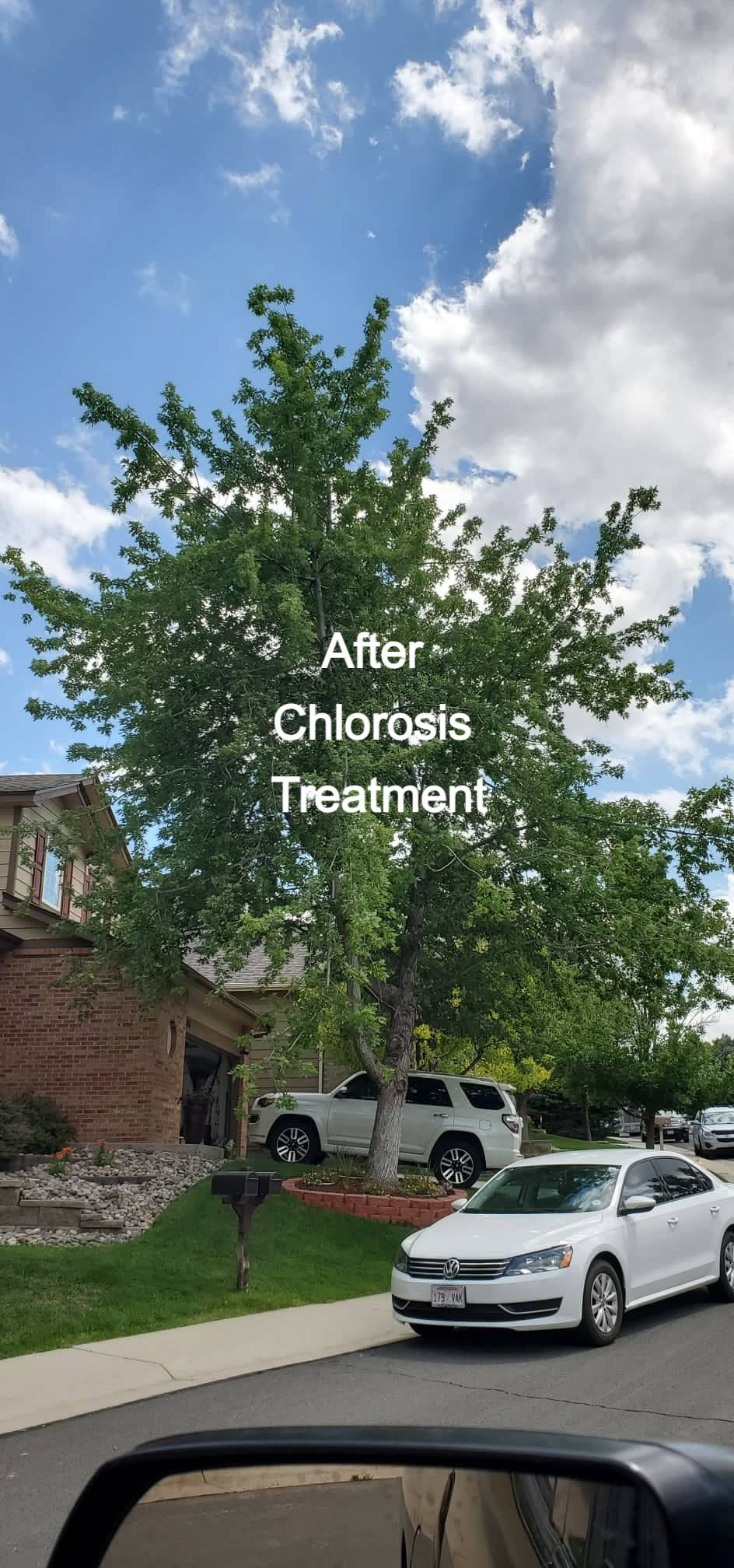 Plant Health Care - Riverdale Tree Services