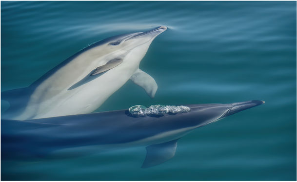 Two dolphins mating in the sea underwater.
