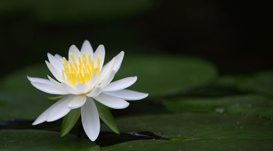 plant-g23f45cc7a_1920_edited_edited.jpg