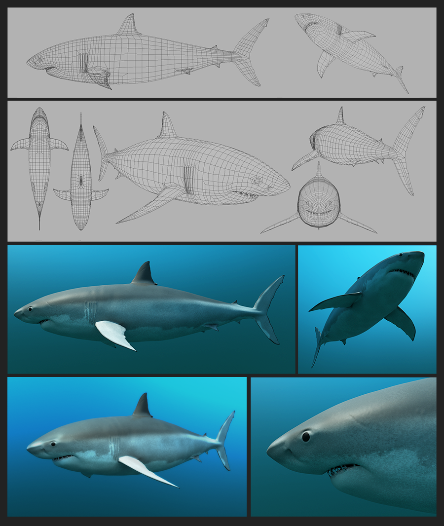 Shark