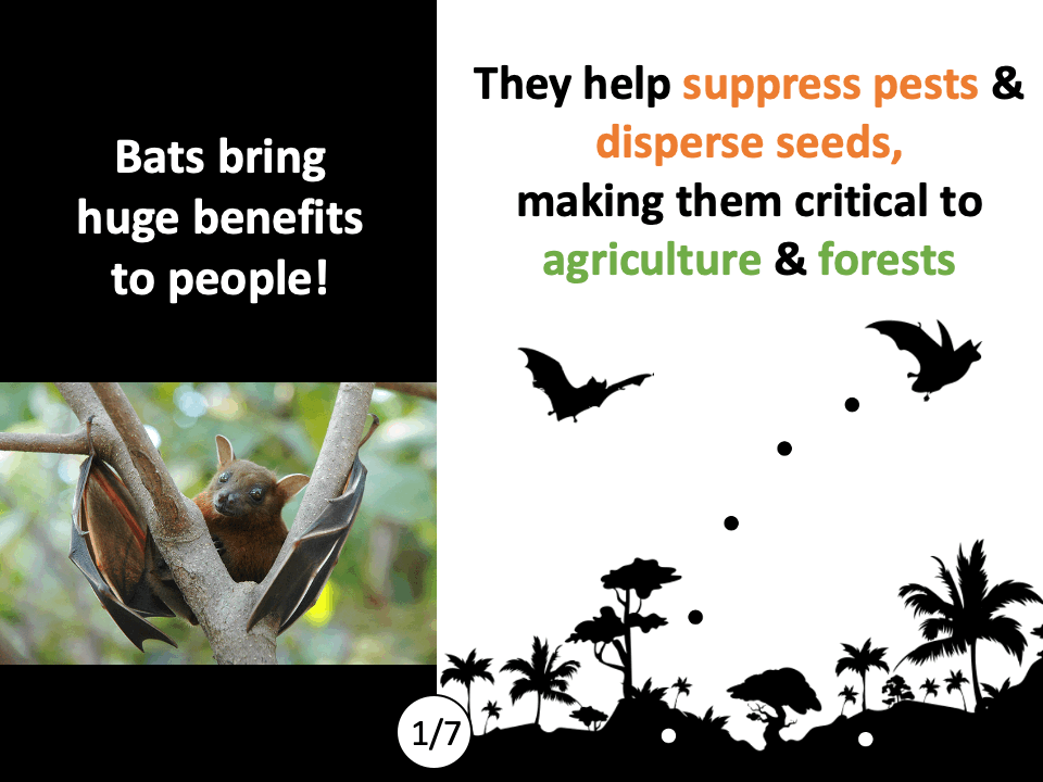 GIF — Bats? - Large.gif