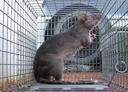 Ratazana