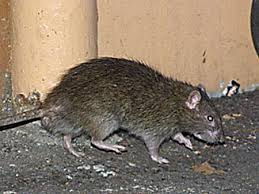 ratazana 3