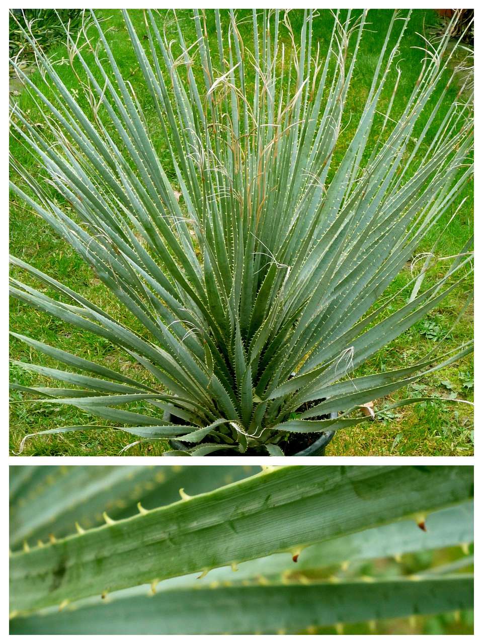 Dazilirium