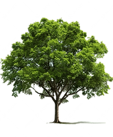 pngtree-tree-forest-tree-png-image_14619746.png