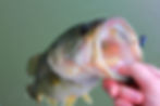 Largemouth Bass.jpg