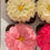 Thumbnail: Assorted Petal Cupcakes