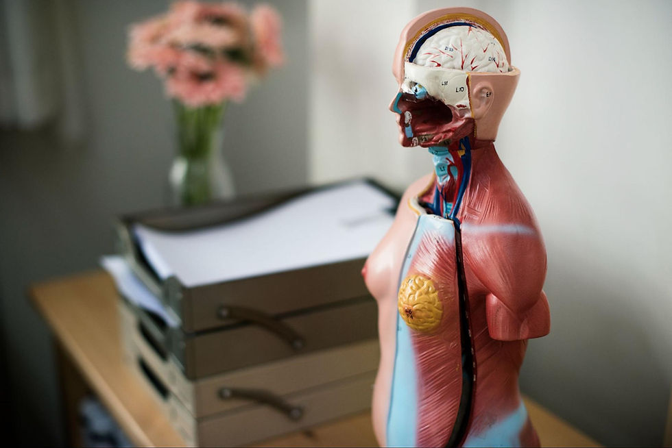 anatomy model, representing the products of CTE health equipment suppliers in Colorado