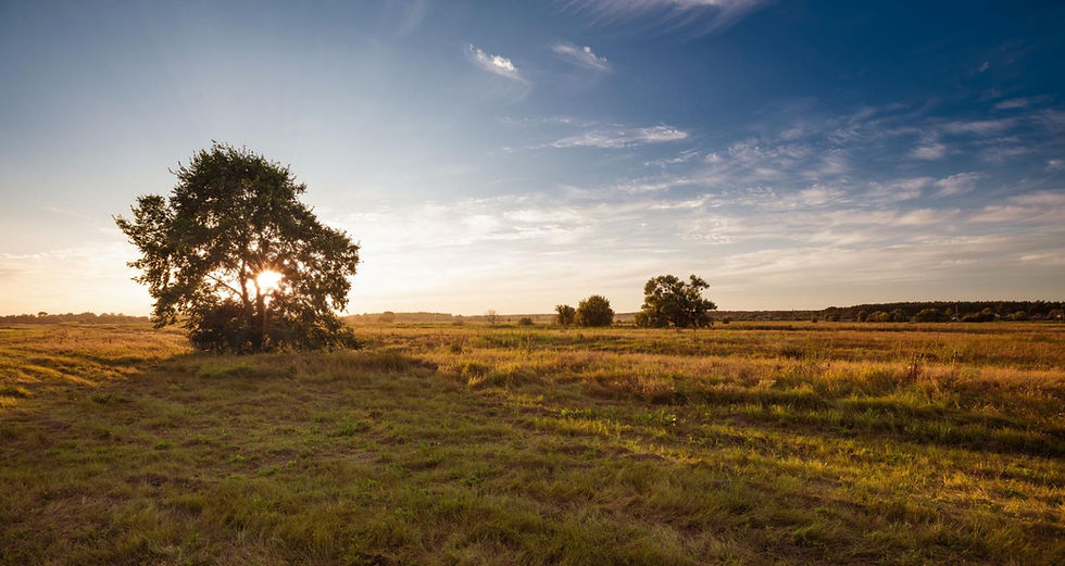 tree in sunset, representing the need to find ower-financed land in Texas